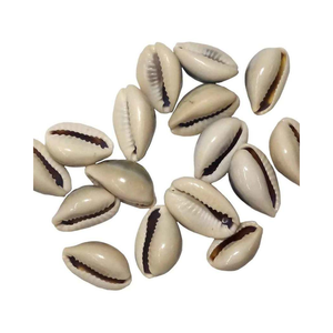 Coquille de coquillage naturel, vente en gros, coquille de coquillage sec de haute qualité, escargot de Murex - Product Image 2