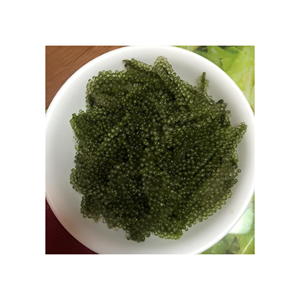 Raisin de mer ou algue de raisin salée naturelle DE 99GD VIETNAM PRODUIT DE HAUTE QUALITÉ À PRIX CONCURRENTIEL - Product Image 1