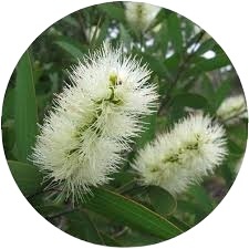 น้ำมันหอมระเหยนีอาอูลีออร์แกนิคเกรดพรีเมียม 10 มล. บริสุทธิ์ สำหรับเครื่องกระจายกลิ่นหอม บำรุงผิวพรรณและเสริมความงาม แบรนด์ส่วนตัว คุณภาพจากธรรมชาติ - Product Image 3