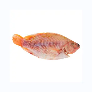 MEILLEUR STOCK Poisson de tilapia rouge rond congelé frais Poisson de tilapia rouge congelé Vivaneau rouge pour poisson de tilapia Acheteurs rouges d'origine fr