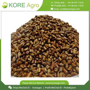 Fabricant Fournisseur International Wild Cassia Tora 100% Natural Pure & Clean Graines biologiques de qualité optimale avec quantité minimale de commande acceptées - Product Image 4