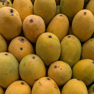 Pasokan langsung dari pabrik kustom warna kuning ketar mangga segar dan manis dengan rasa alami harga grosir anwer pengerator