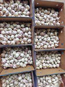 Ail rouge hybride naturel de qualité supérieure HP Valia, bulbes de 1 kg, longue durée de conservation, ingrédient non-OGM pour la cuisine, les sauces, les mélanges d'épices - Product Image 4