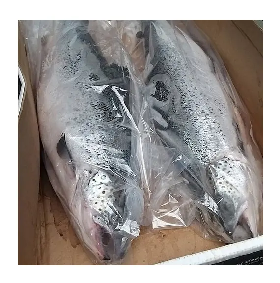 Good quality Norway Fresh Frozen Salmon Fillet Fish
