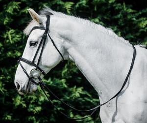 Brida acolchada patentada anatómica - Product Image 3