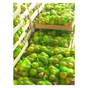 Hochwertige Großhandels versorgung Hot Selling Natural Egypt Origin Sorte Zitrusfrucht Frische Limette für Großeinkäufer