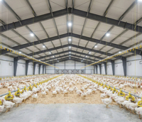 Edificio Prefabricado de Acero para Aves de Corral, para la Producción de Pollos de Engorde y Ponedoras en Granjas Avícolas