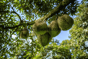 <b>Freshly</b> Harvested Vietnam Frozen <b>Durian</b> Pulp (Monthong Ri6) with Long Shelf Life Sweet Taste & OEM Availability/ Ms. Lima - Product Image 3