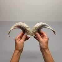 Corne de bélier naturelle et forme naturelle, taille personnalisée, prix bas, corne de bélier naturelle pour la vente de cornes de mouton