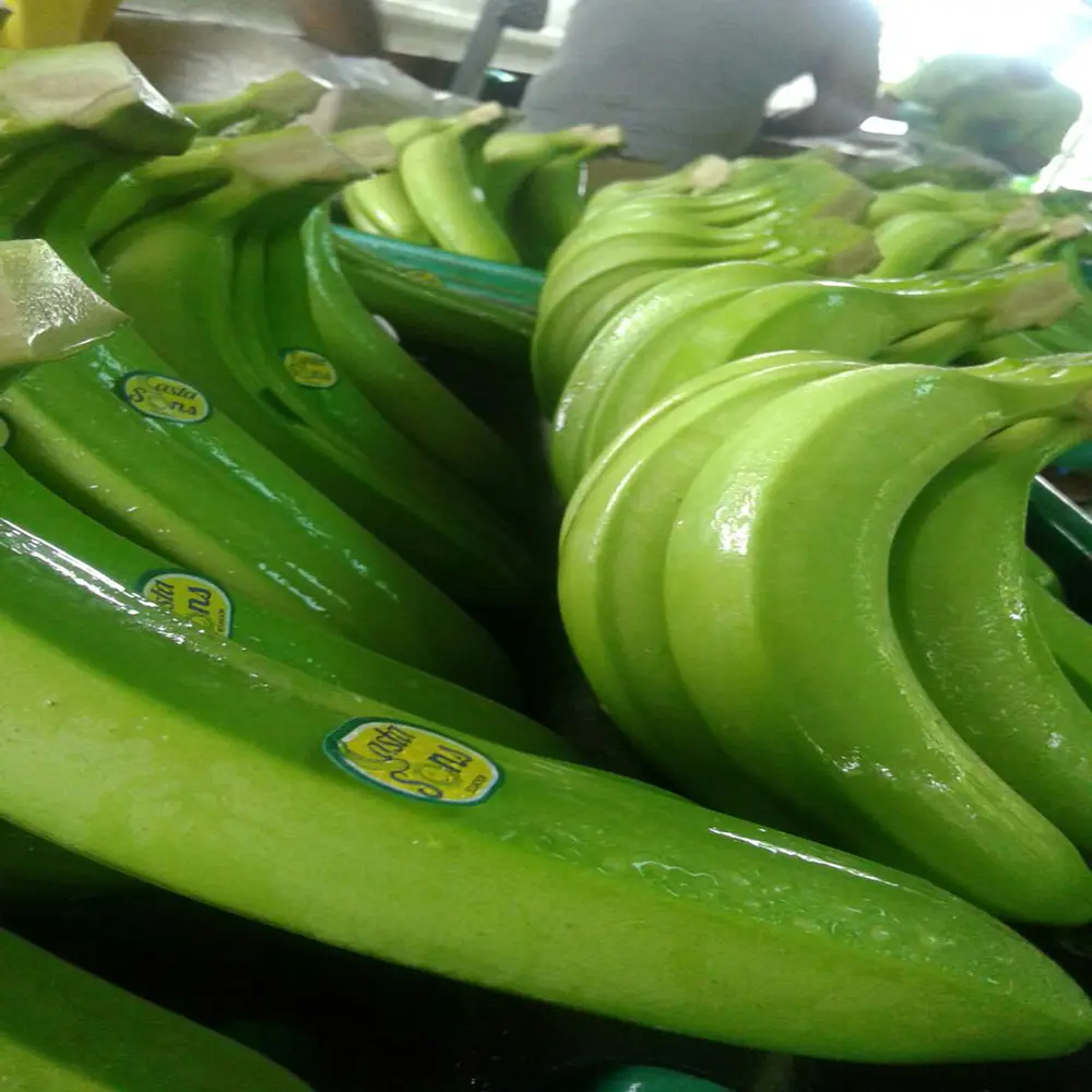 Natürliche hochwertige vietnamesische grüne gelbe Cavendish-Banana Großhandel hochwertige Bananen bester Preis frische Bananen