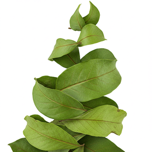 ใบทุเรียนเทศแห้งจากธรรมชาติ100% จากเวียดนาม-ราคาดีสินค้าเพื่อการเกษตร - Product Image 6