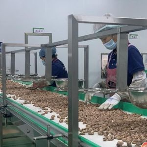 Высококачественные сырые соленые орехи кешью из Внутренней Монголии A450, оптовая поставка, сушеные, 50 кг/мешок, готовые к употреблению - Product Image 3