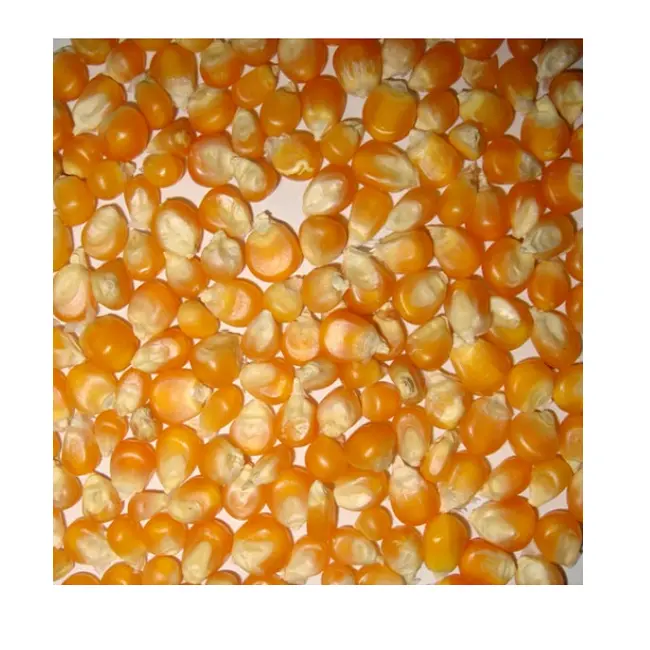 Biji-bijian jagung kuning Non GMO/jagung manis/jagung kuning untuk dijual dalam jumlah besar harga murah