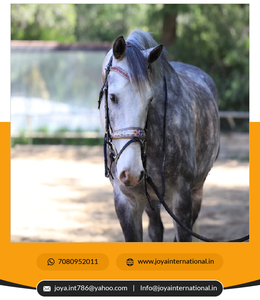 Edición limitada Versailles Brida Fabricante Plegable Caballo Producto a precio mayorista - Product Image 3