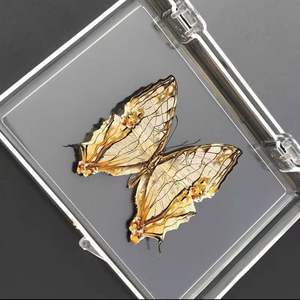 Especímenes de Mariposas Naturales de Alta Fidelidad al por Mayor, Grado de Investigación para Dueños de Mascotas - Product Image 2