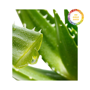 Gel de Aloe Vera de alta calidad-Formas de corte personalizado y embalaje de exportación-Cosechado y empaquetado en Vietnam - Product Image 5