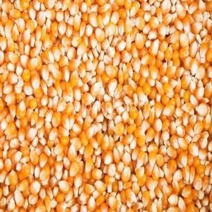 Maíz Premium de Grano Entero, Granos Amarillos de Grado Alimenticio, Suaves, Ligeramente Dulces, Granos Limpios, Perfectos para Cocinar Bocadillos, En Venta - Product Image 2