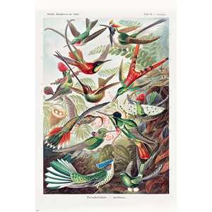 Affiches d'art d'Ernst Haeckel : Colibris, formes de la nature, plaque 99 - Product Image 2