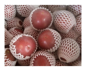 Vietnam Frais Passion Fruits Naturel Faveur Approvisionnement en Vrac Pas Cher Prix Bonne Qualité - Product Image 1