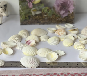 Scallop Shell utilizado para la exhibición de alimentos Buffet Configuración Evento Catering y requisitos de embalaje de regalo - Product Image 5