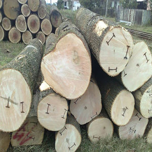 African Teak <b>Wood</b> <b>Logs</b> Philippines Origin Agro Brand Standard Specification 24 Months Shelf Life Cold Dry <b>Storage</b> - Product Image 3