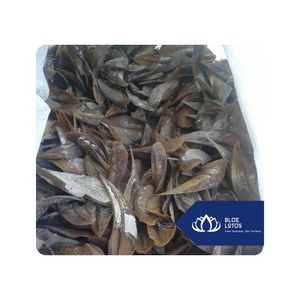 Alta calidad Murex Sea Shell Operculum Premium pulido artesanía conchas utilizadas para ornamento creación joyería y exportación Vietnam - Product Image 1