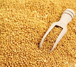 Graine de moutarde noire et jaune de qualité supérieure - Product Image 1