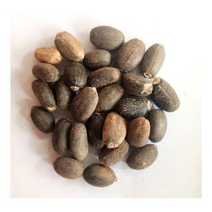 Graines de Jatropha séchées à haute teneur en huile, contenu naturel, durée de conservation 1 an, provenance Afrique du Sud, pour transformation industrielle - Product Image 3