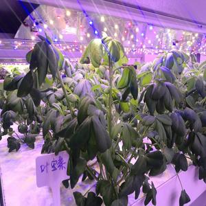 Conteneur agricole de 20 pieds 40HQ pour expédition maritime, conteneur agricole par fournisseur chinois, système complet de conteneur hydroponique pour fourrage - Product Image 5