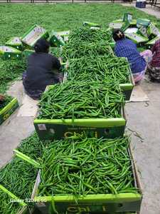 Top Grade Fresh Green Chilli Fresh Green Chili Wholesale Exporters Fresh Green Chilli Seller From India - Product Image 2