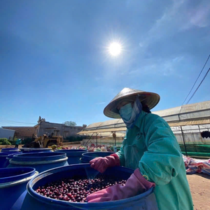 โรบัสต้าคั่วกับกระบวนการน้ำผึ้งทำให้ผิวเรียบเนียนมีขนาด1กก. ส่งออกราคาที่แข่งขันได้ - Product Image 5