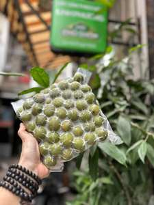 FROZEN DRACONTOMELON FRUIT / SOUR AND AROMATIC / READY FOR <b>PICKLES</b> BEVERAGES AND OEM VIETNAMESE CUISINE EXPORT APPLICATIONS - Product Image 3