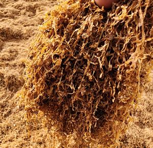Roulez vos propres herbes coupe de cheveux fins mélanges aromatisés aux herbes pour rouler votre propre base naturelle Alternative mélanges d'herbes dorées - Product Image 3