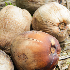 NOIX DE COCO Emballage de haute qualité ferme agricole utilisé Silo sac poids matériel origine certificat contrôle taille produit Place - Product Image 3
