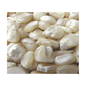 Maíz blanco de grado 2, maíz blanco no GMO apto para consumo humano y origen de alimentación Animal - Product Image 5