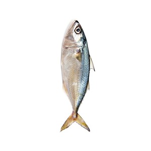 Pescado de caballa congelado, procesado limpio, certificado Halal y profundamente congelado para una larga vida útil - Product Image 2