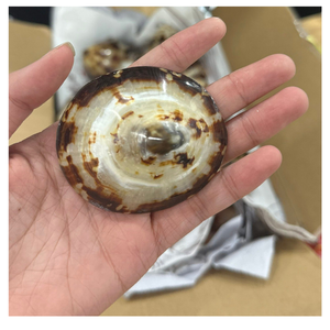 การทำความสะอาดเปลือกหอยจากเวียดนามสำหรับการตกแต่งงานแต่งงานชายหาด, DIY, การทำเครื่องประดับ - Product Image 5