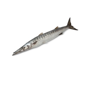 Pescado Entero de Barracuda Congelado, Exportadores de Pescado Entero de Barracuda Congelado - Product Image 3