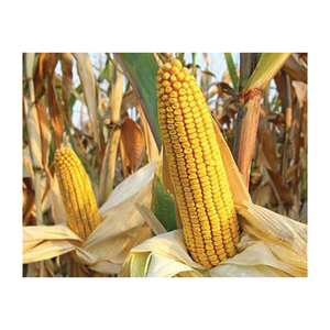 Vente en gros de grains de maïs jaune doux congelés IQF à vendre - Product Image 6