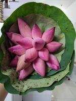 Graines de fleur de lotus noir séchées à prix Offre Spéciale de bonne qualité pour l'exportation
