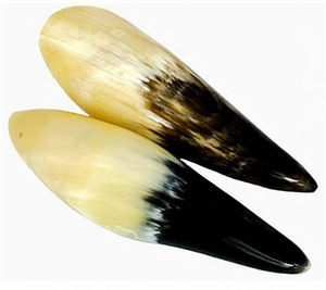 Tamaño personalizable Cuerno de buey natural Cráneo Masajeador corporal Producto DE CUIDADO DE LA SALUD Hecho de Cuerno de vaca africano Cuerno de vaca Productos de masaje - Product Image 1