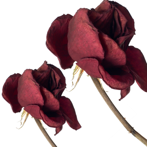 Pétalos de Rosa secos naturales de alta calidad, rosas comestibles de té de rosas secas para té o hornear flores secas procesadas - Product Image 5