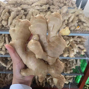 Jengibre fresco a granel de Vietnam Proveedor de productos agrícolas Bao Tram Anh Company - Product Image 1