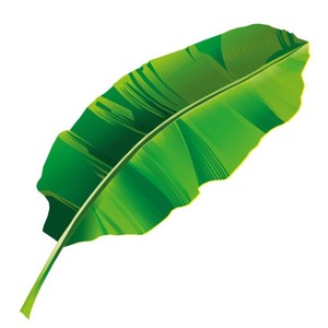 ผลิตภัณฑ์ใบกล้วยจากการเกษตรพร้อมบรรจุภัณฑ์แบรนด์ตามสั่ง - Product Image 1