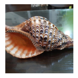 Shell Craft Material Trumpet Triton Shell de 99 Gold Data Vietnam pour le style de la maison et la décoration océanique - Product Image 1