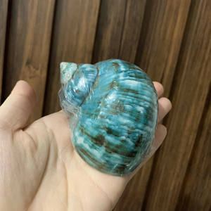 เปลือกหอยหอยทากทะเลธรรมชาติขนาดใหญ่เปลือกหอยหอยเชลล์สีขาวสำหรับตกแต่งพร้อมส่งออกจากเวียดนาม - Product Image 1