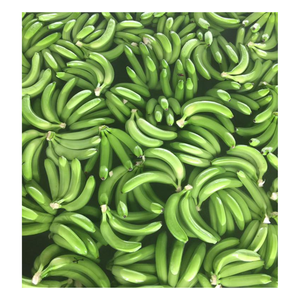 Green Cavendish Banana Fresh-Banane verte fraîche pour l'exportation-Fruits et légumes frais du Vietnam - Product Image 2