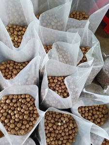 Nuez de Macadamia Vietnam Premium Nueces tostadas sin cáscara Snack natural Vietnam Origen 99 Datos de oro Mejor precio Exportación - Product Image 5