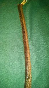 EarthGlow Organic <b>Miswak</b> Tooth Stick Herbal Wooden Natural Whitening Oral Hygiene Gum Strength Eco Dental Hygiene Cleaning Tool - Product Image 6