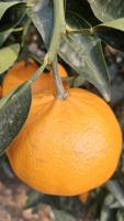[Bbungja Jeju Gyul Farm] Premium Koreaanse Cheonhyehyang Zoete Geurige Jeju Citrusvruchten Verse Mandarijn Uit Korea